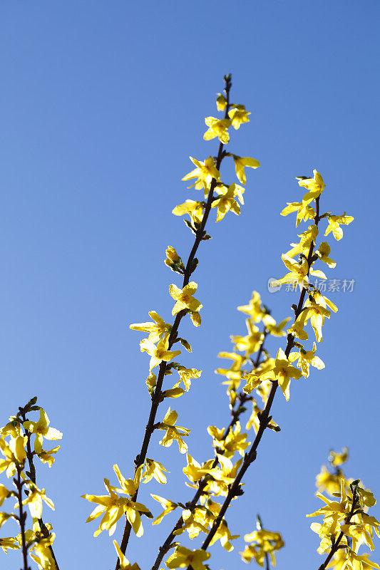 连翘树丛金黄色的春天开花
