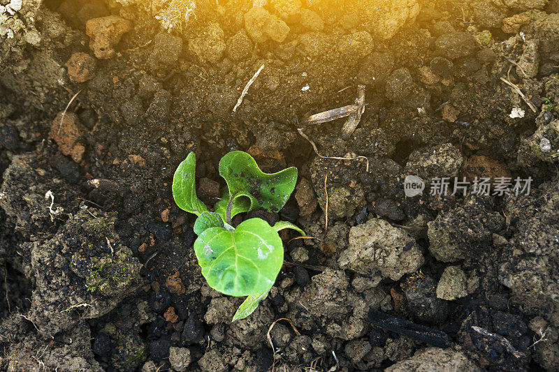 新种的茄子在土壤里施肥