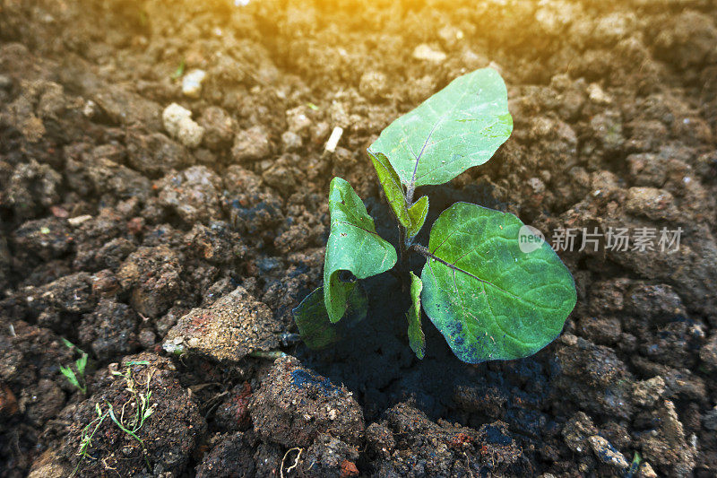 新种的茄子在土壤里施肥