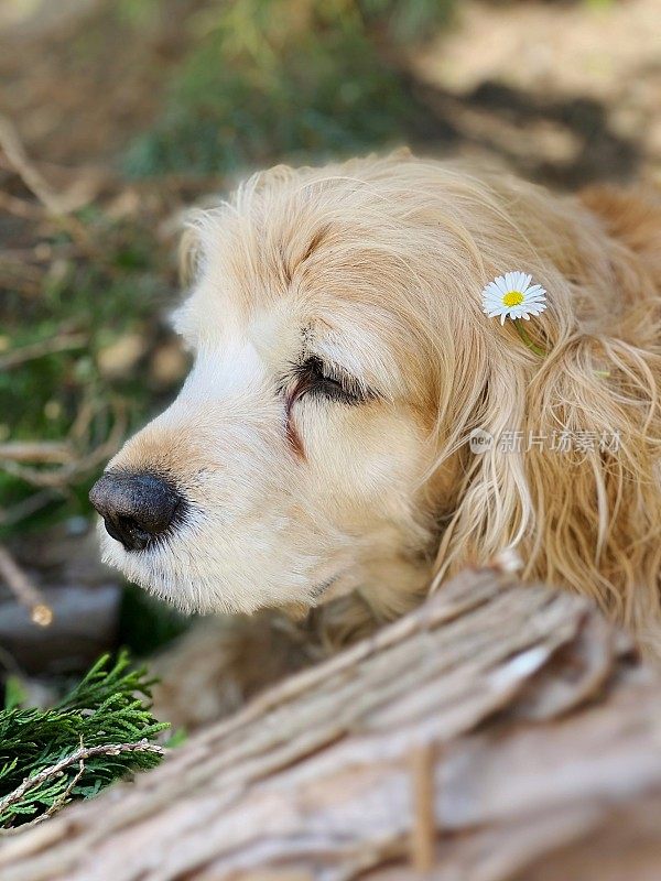 年老的狗在树荫下休息，雏菊在她的耳朵后面