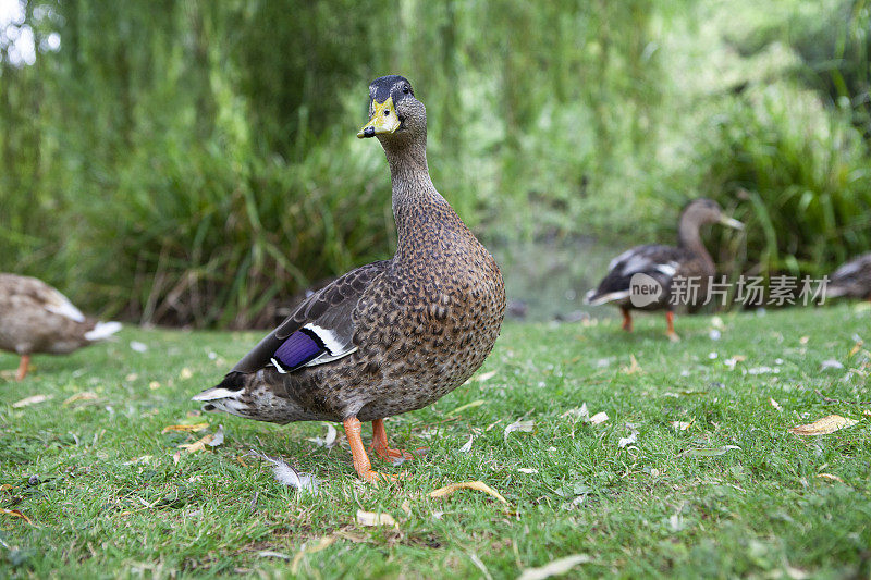 野鸭在池塘边的草地上