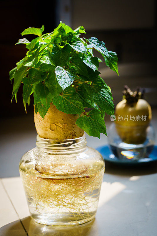 窗台上有绿色的植物。家庭园艺。盆栽红薯。甘薯植物。