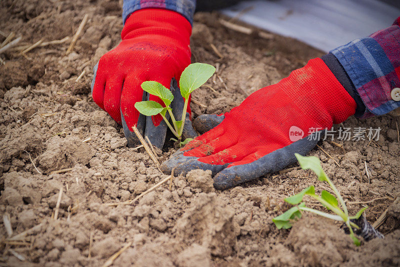 一个男性农民在一个小规模的社区共享农业项目上种植作物的特写