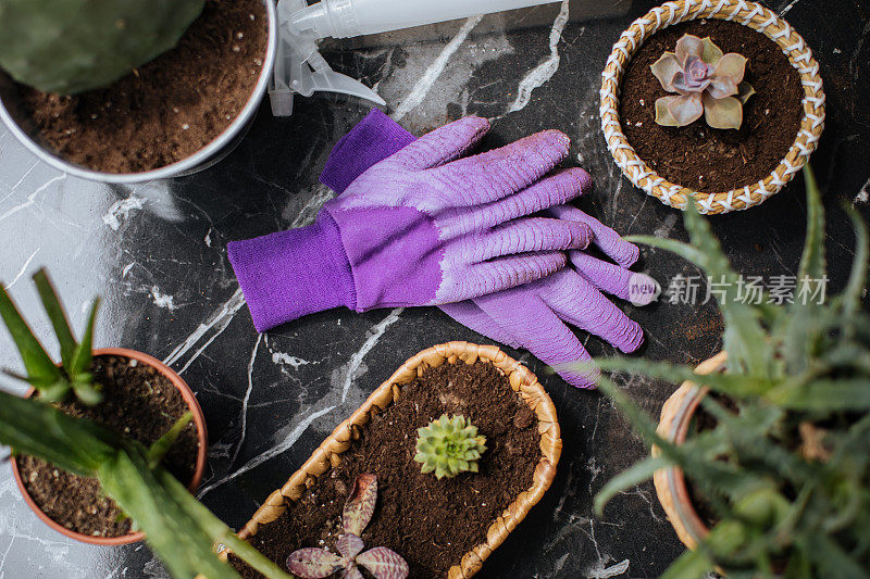 紫色挑战种植花