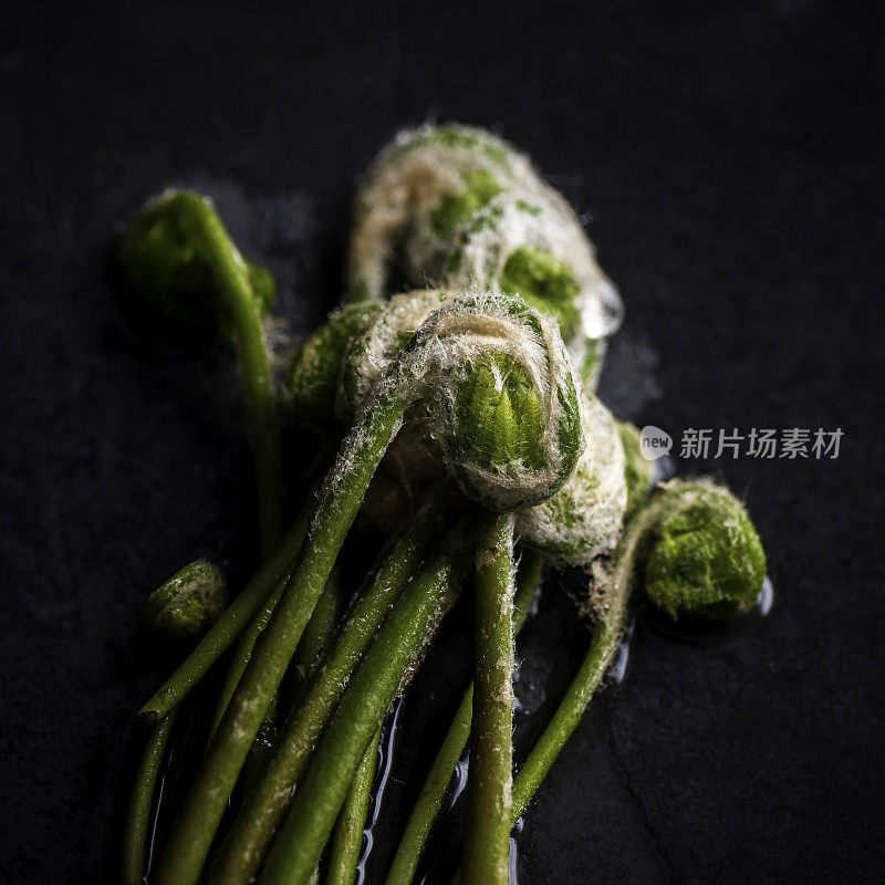 船首饰蕨类植物