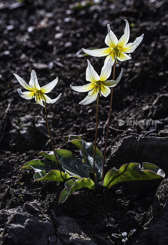 红百合是百合科的一种开花植物，俗称太平洋小鹿百合和圣赫勒拿小鹿百合。它是加州旧金山湾区北部沿海山区的地方病。马亚卡马斯山