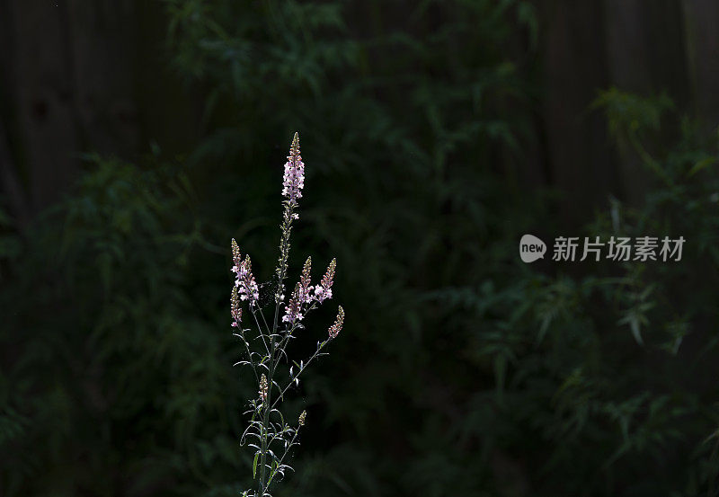 粉红色的花穗