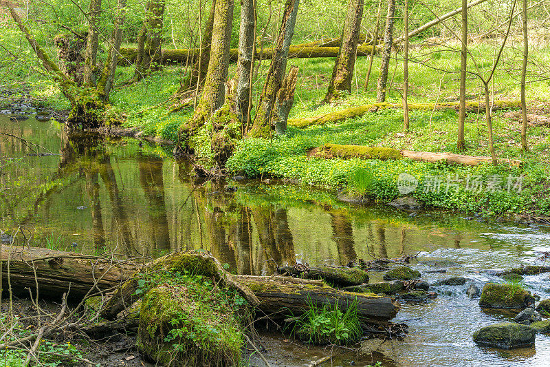 德国图林根森林中的一条小溪，靠近库斯多夫Mühltal