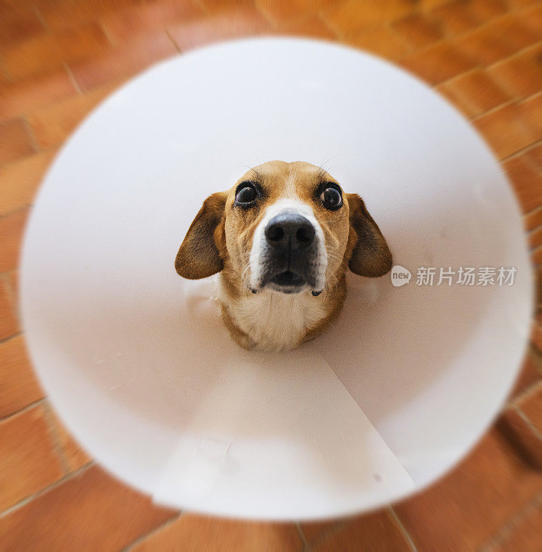 滑稽的狗的肖像:在兽医与羞耻心