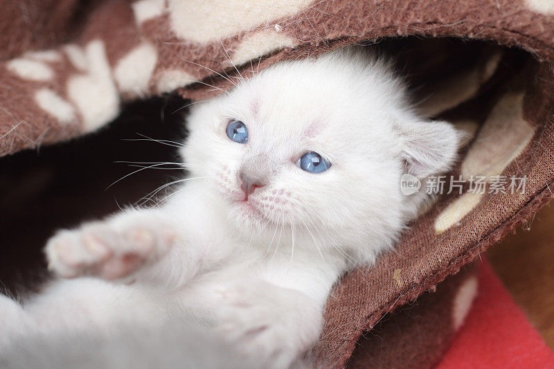 苏格兰白折猫小猫躺着