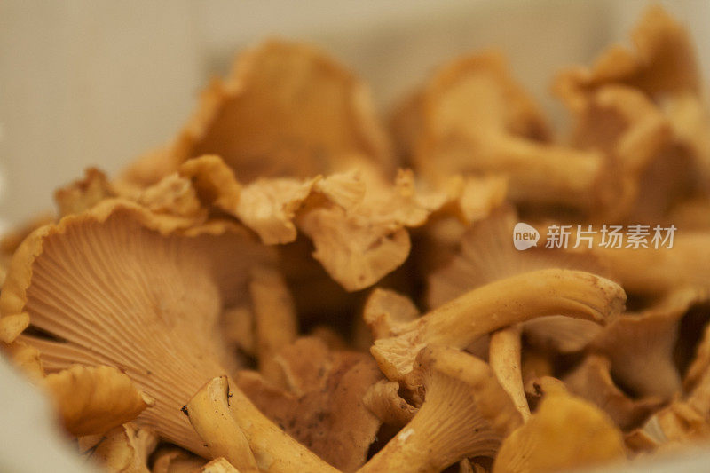 金色的鸡油菌蘑菇