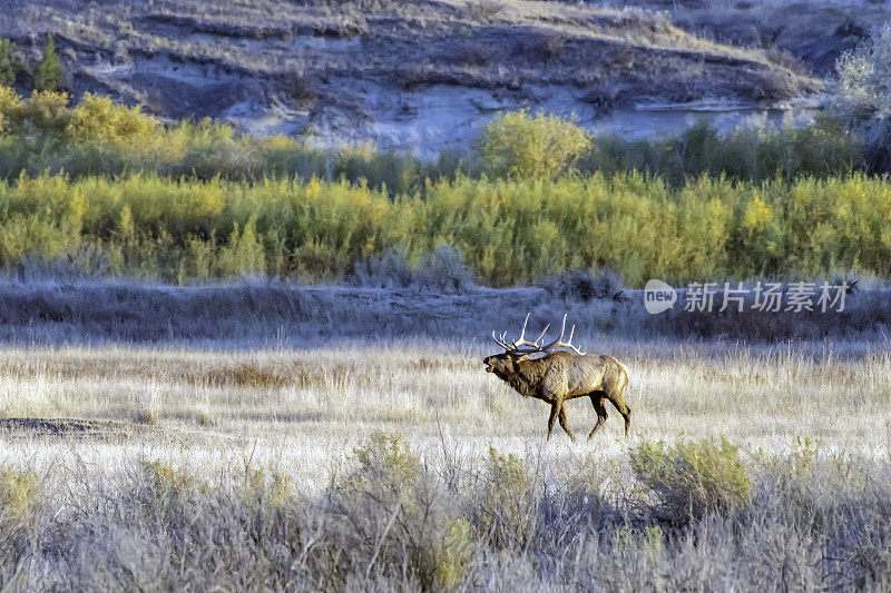孤独的公麋鹿-麋鹿聚集在查尔斯M罗素野生动物保护区发情