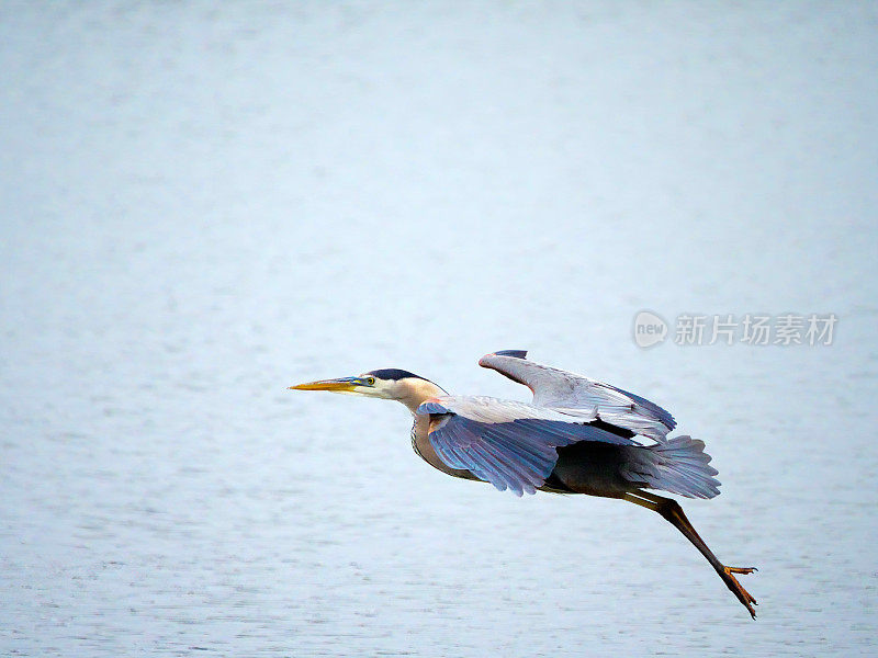 大蓝鹭在飞行