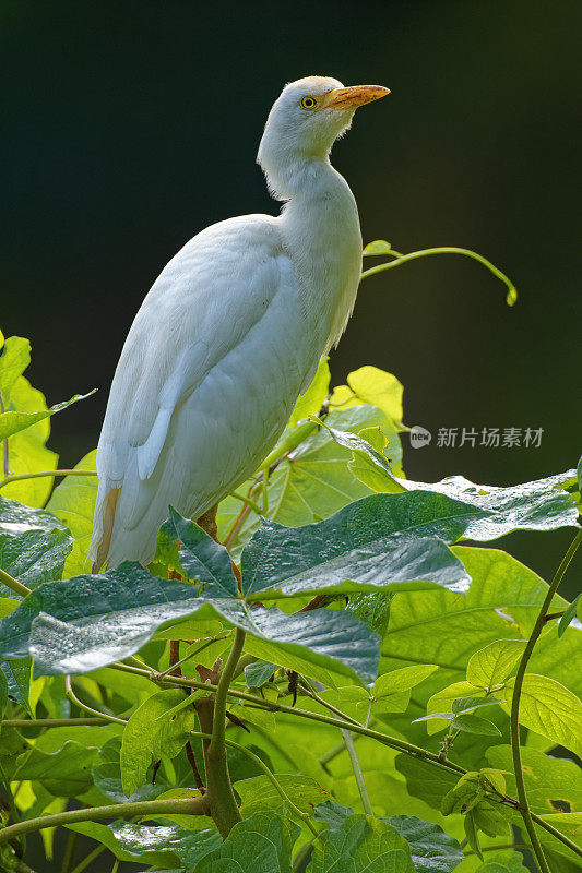 夏威夷考艾岛