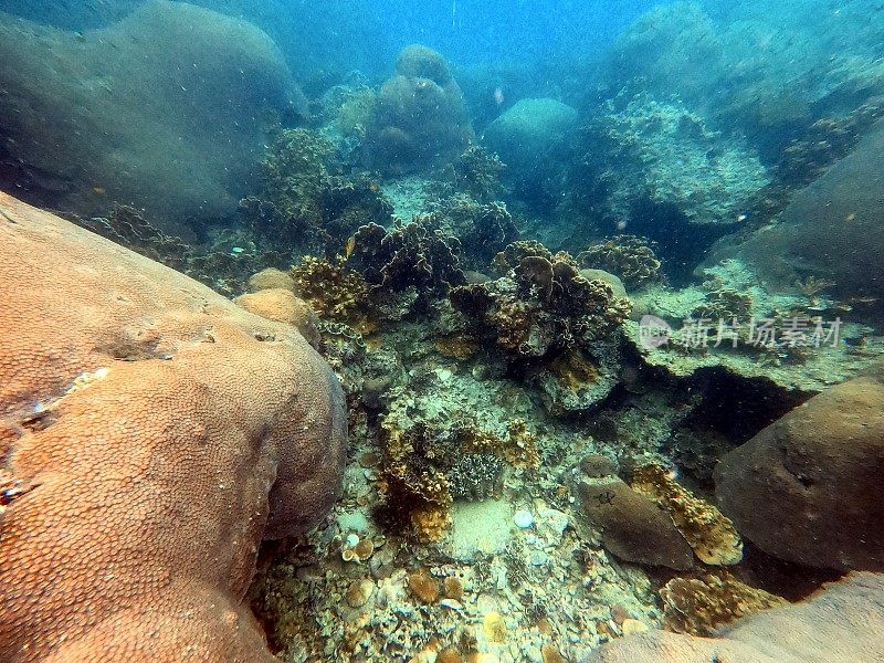 泰国古道海洋生物