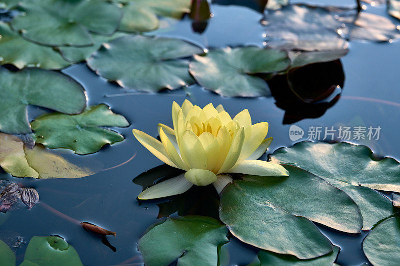 池塘中的黄色睡莲或水花