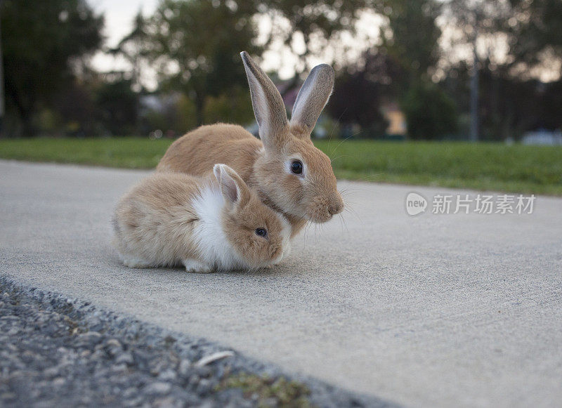 可爱的复活节兔子