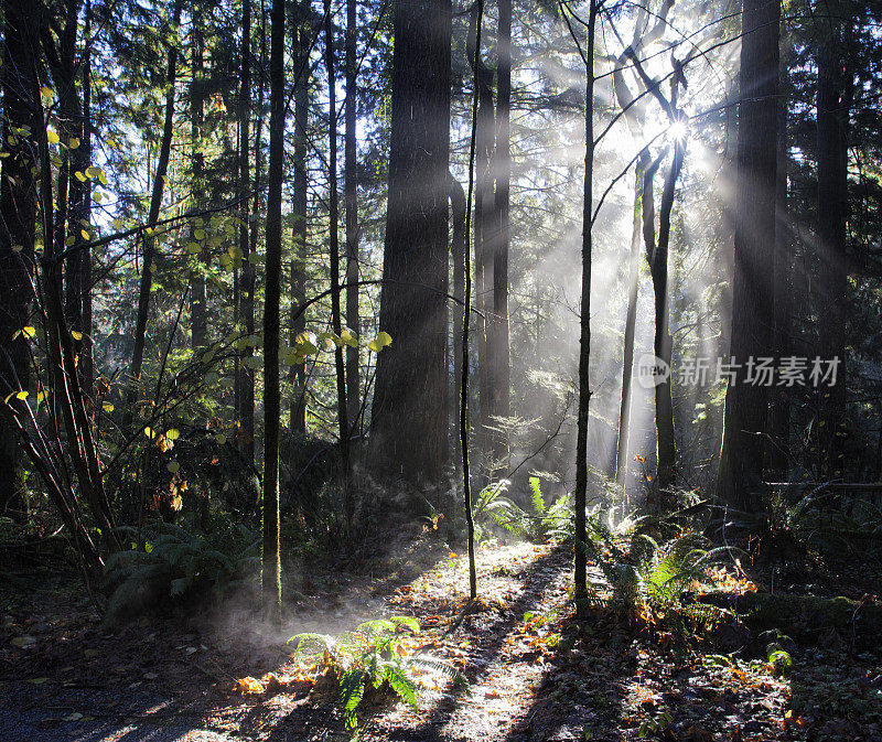 太阳在加拿大温哥华的雨林中爆发