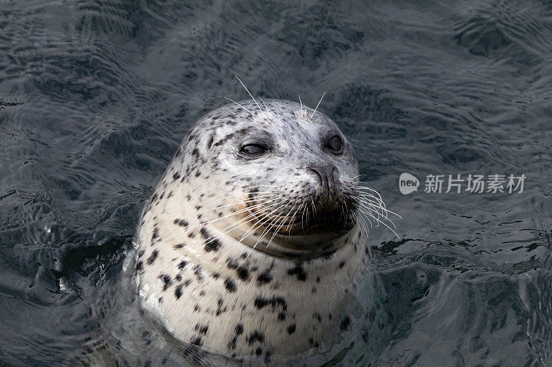 麻斑海豹