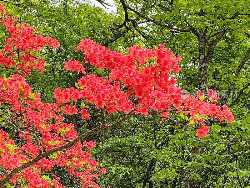 中国最美的山:黄山