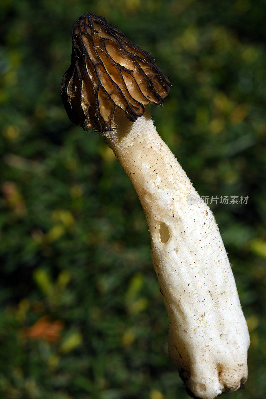 荒野中的羊肚菌