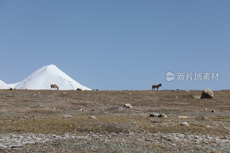 两只西藏野驴在西藏雪山脚下