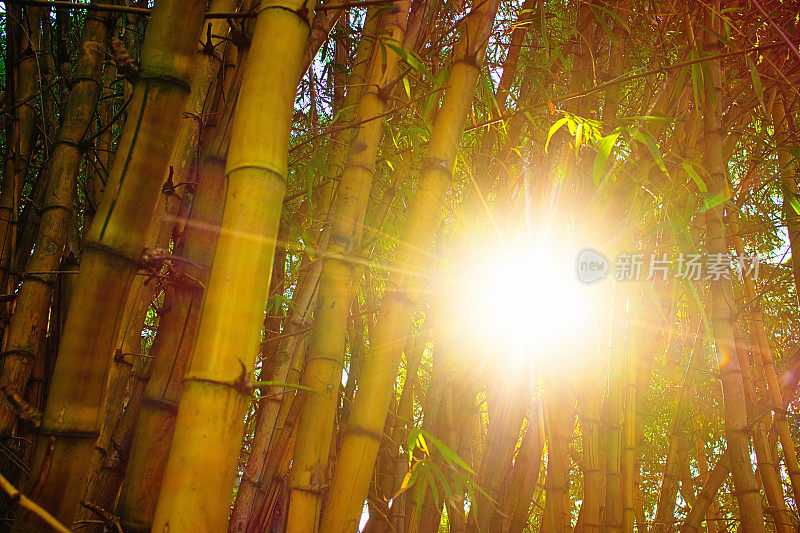 太阳在竹林的茎干中戏剧性地闪耀着