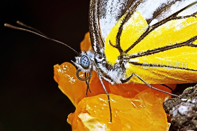蝴蝶在喝橙汁。