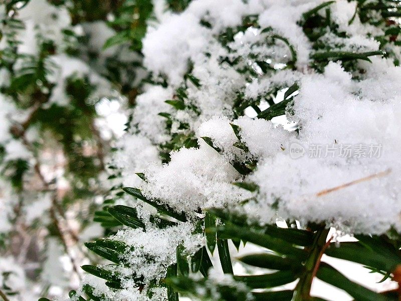 白雪覆盖的紫杉树枝