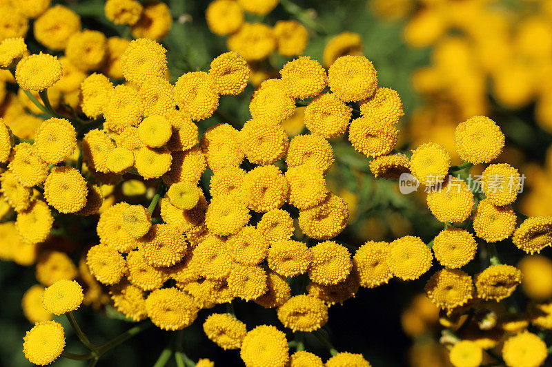 艾菊(Tanacetum)