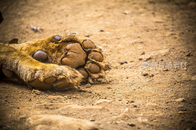 一只熟睡的狮子的休息脚的细节。参观内罗毕重要的无保护或受伤动物孤儿院。肯尼亚