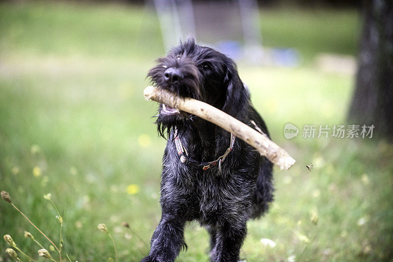 小猎狗拿了根棍子