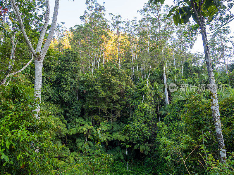 Huonbrook山谷雨林