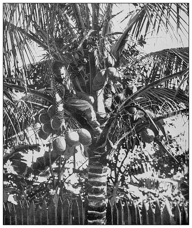 古董黑白照片:采集椰子，古巴