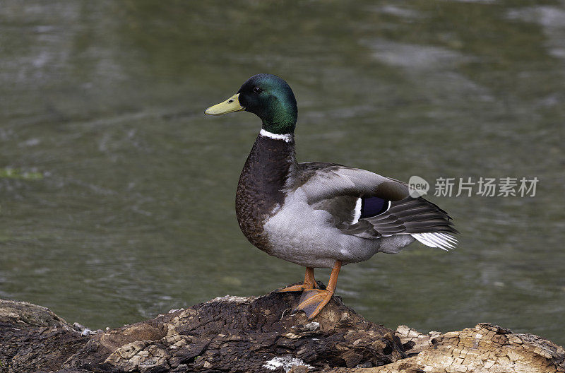 男性野鸭