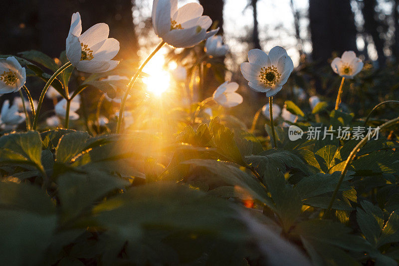 春天的花朵