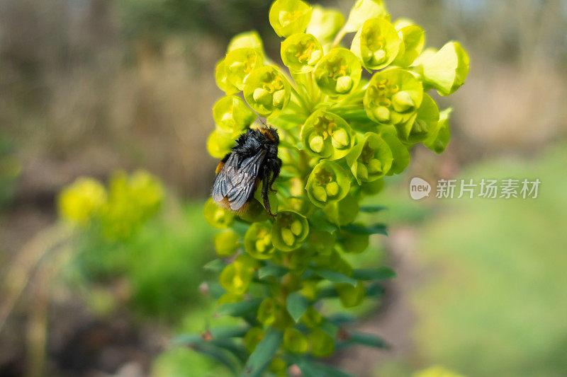 春天，忙碌的蜜蜂从一株植物上采集花粉，这有利于大自然和环境。