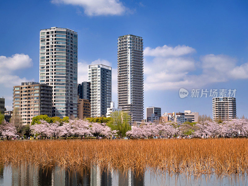 东京上野公园，樱花盛开