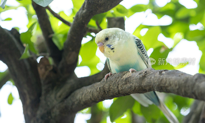 鹦鹉栖息在花园里的树枝上