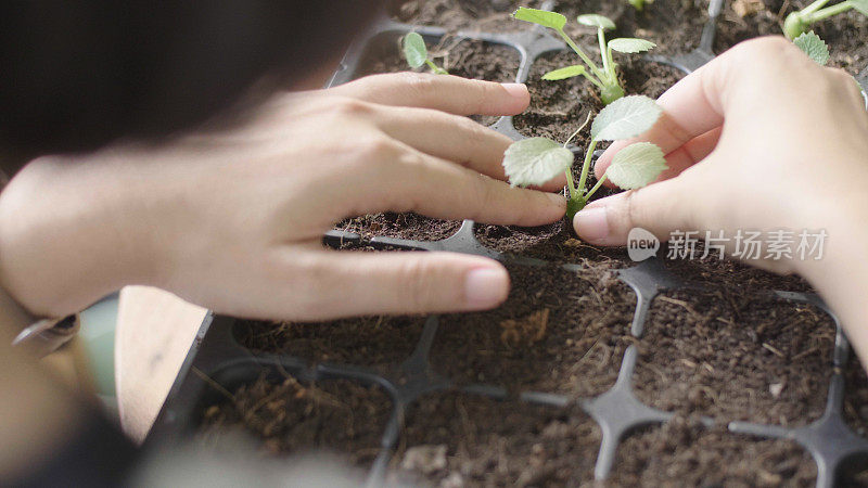 亚洲幼龄雌性的种植和生殖。