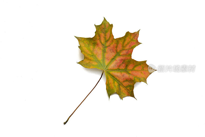 秋天的枫叶，单一片落叶留下一片空白
