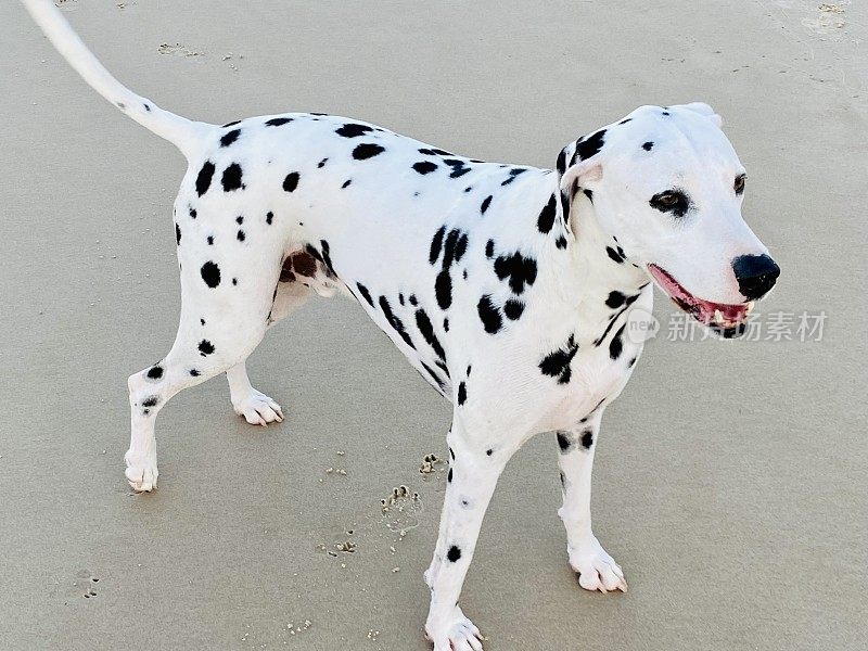 海滩上的Dalmation