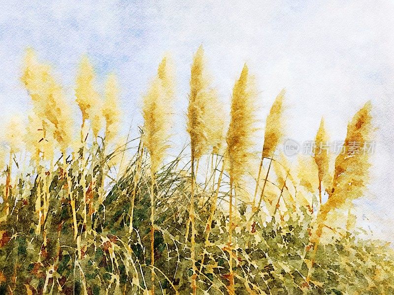 波西米亚风格潘帕斯草的水彩插图