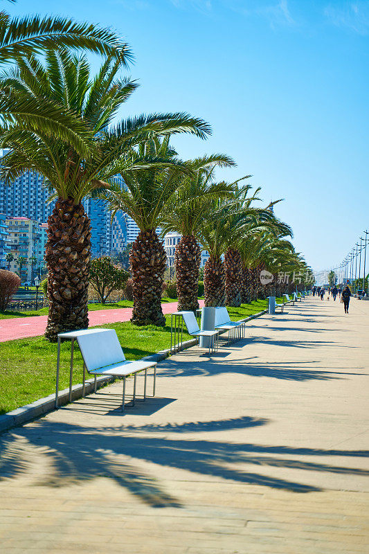 格鲁吉亚巴统的现代化度假小镇。堤岸上一排整齐的棕榈树