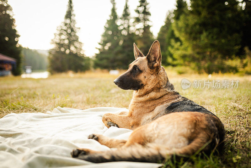 阳光明媚的一天，草地上的德国牧羊犬。