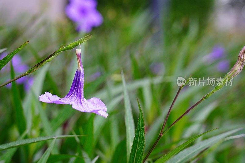 布里顿野生矮牵牛花植物美丽的紫色花瓣