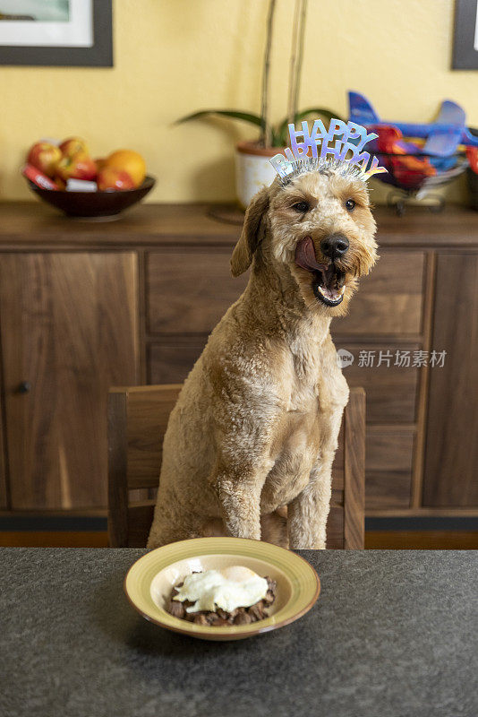 金毛贵宾狗生日派对