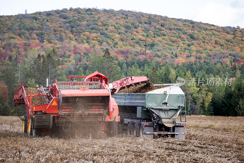 秋天收获新鲜土豆的拖拉机、卡车和农业机械的特写