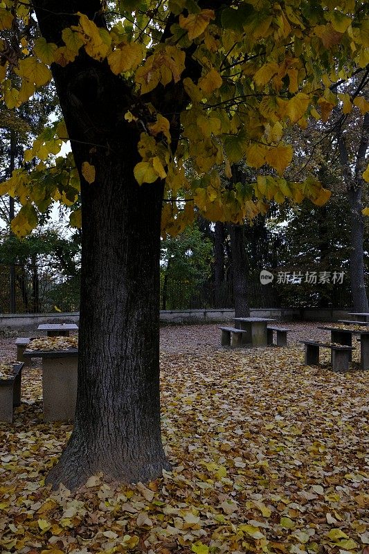 秋天的野餐区