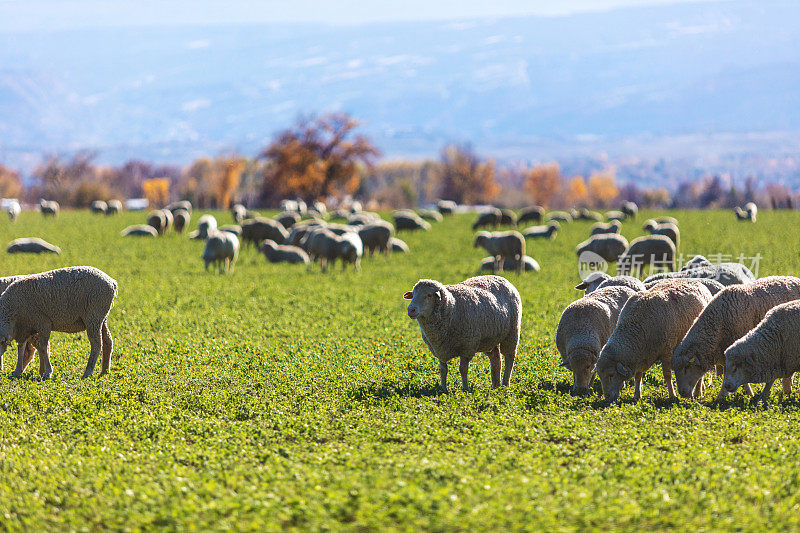羊群在绿地上放牧在早期冬季美国西部农村背景照片系列的绿地上放牧